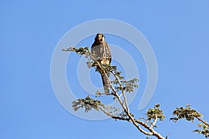 Female lesser kestrel Falco naumanni on a tree