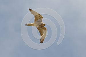 Lesser Kestrel, female - Falco naumanni - HÃÂ©rault, France