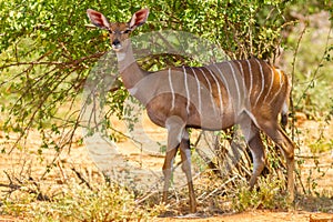 Female Lesser Kudu In The Wild