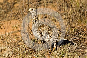 Female Lesser Prairie Chicken