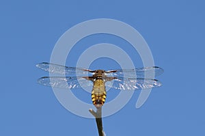 Female libelula dragonfly perched on a twig. photo