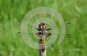 Female libelula dragonfly perched on a twig. photo