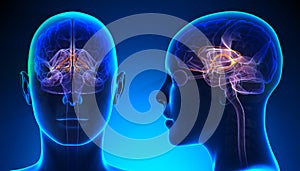 Female Limbic System Brain Anatomy - blue concept photo