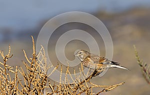 Female Linnet