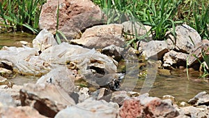 Female Linnet Washing