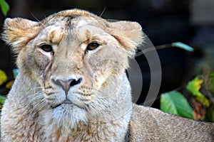 Female lion