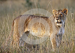 Female Lion