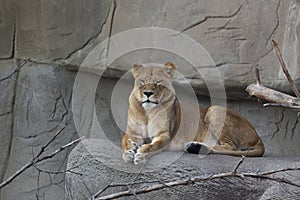 Female Lion