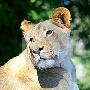 Female Lion