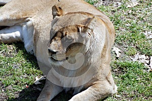 Female Lion