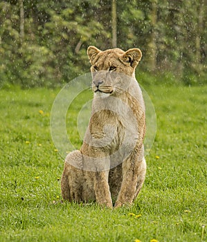 Female lion