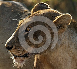 Female lion