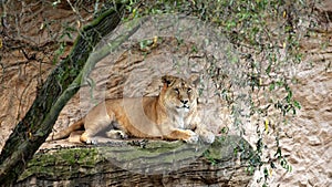 Female lion