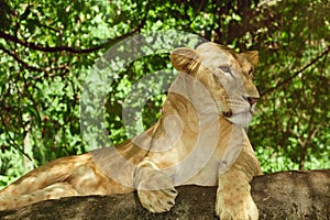 Female lion