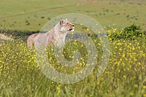 Female lion