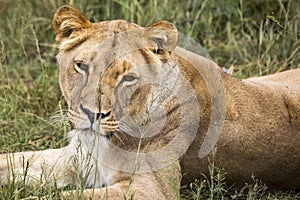Female lion in Africa savannah.