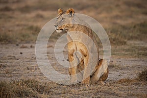 A female lion on Amboseli National Park ,Kenya.