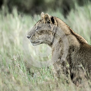 Female lion attentive in the grass in Serengeti