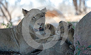 Female lion with baby lion cubs at rest in South Africa