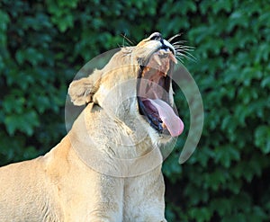 Female lion with a big yawn
