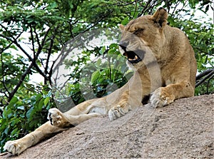 Female Lion in the bush of Zimbabwe