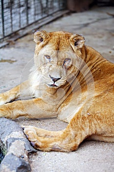 Female lion in the cage