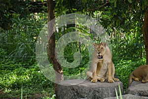 Female Lion in Chiangmai night safari