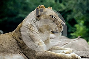 Female Lion close up