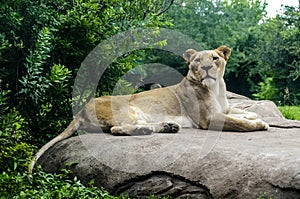 Female Lion close up