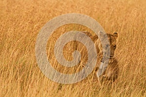 Female lion with cub in Masai Mara, Kenya