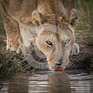 Female lion and cub at water hole