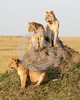 Female lion with cubs.