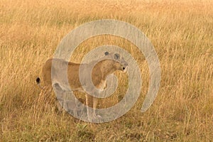 Female lion with cubs in Masai Mara