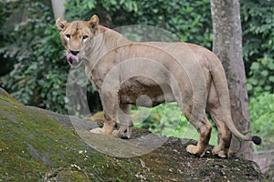 A female lion is detecting traces of prey.