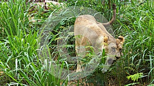 Female lion eating a grass