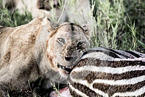 Female lion eating zebra in Serengeti National Park