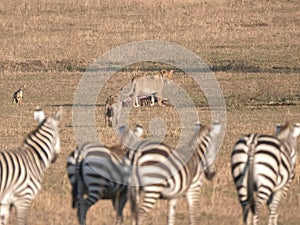 A female lion feeding on the skeleton of an overnight kill at serengeti national park