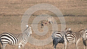 a female lion feeding on the skeleton of an overnight kill at serengeti national park