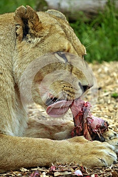 Female Lion at feeding time