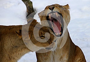 Female lion friends