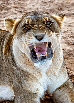 Female lion growls towards the camera