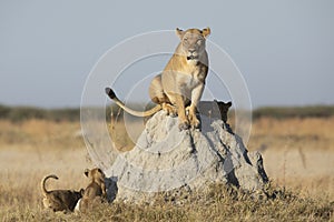 Female lion and her cute cubs sitting on a termite mound in Savuti Reserve in Botswana