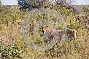 Female lion hiding in the bush, Kruger park