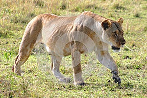 Female Lion Hunting