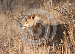 Female lion hunting