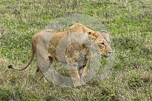 Female Lion Hunting