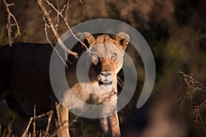 Female lion hunting for a prey