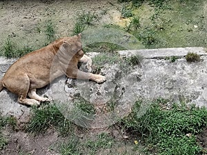 A Female Lion Johor Bahru Zoo