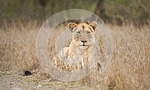 Female lion in Kruger national park , South Africa