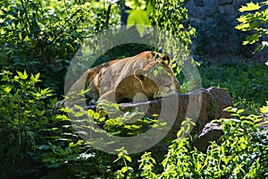 Female lion laying on the stone in a sunny day